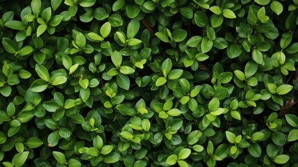 dense carpet of vibrant