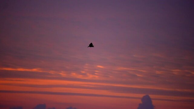 Epic footage of bats at sunset as they leave their hiding places to find food, Safari in Africa, Slow motion. High-quality 4k footage