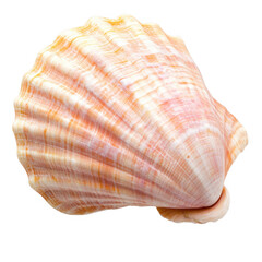 Obraz premium beautifully detailed scallop shell showcasing its intricate patterns and soft colors highlighting its natural beauty and marine origin
