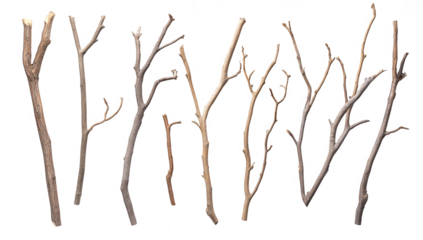 various twigs arranged on a white background showcasing different shapes and sizes possibly for artistic decorative or natural craft purposes