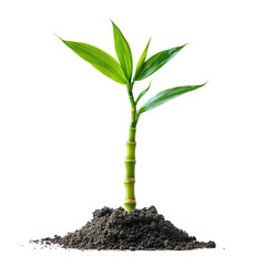 Young bamboo sprout emerging