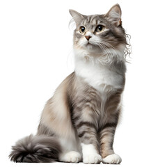 Obraz premium maine coon cat on white background
