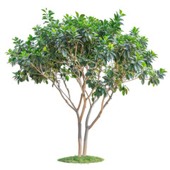 Obraz premium Isolated Tree With Green Leaves. Perfect For Architectural Renders, Landscaping, And Environmental Projects.