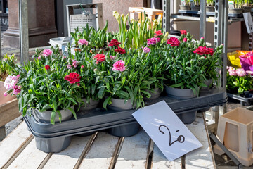 Pink carnation flowers for sale with price tag on a market stall in sunny day