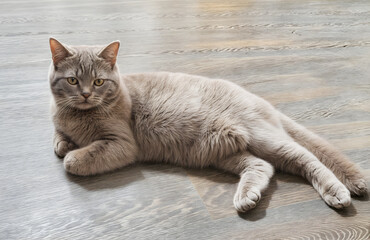 A beautiful British Shorthair cat of delicate cream color lies on a laminate floor.