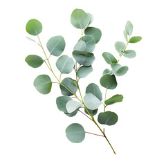 Obraz premium Isolated Eucalyptus Branch with Round Leaves PNG on a Transparent Background
