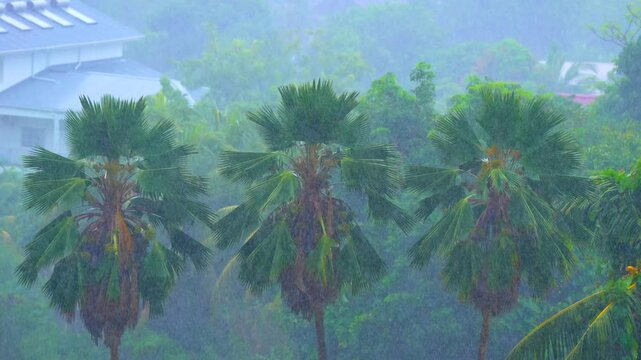 Tropical heavy rain. Palms and trees in the island Background of a rainforest. Drone view of Bali.