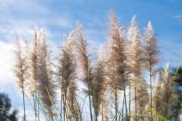 Fototapeta premium パンパスグラス