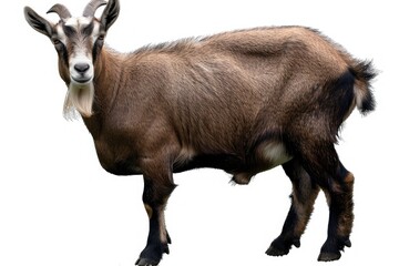 Vibrant Color Visual of Goat Isolated on Transparent Background Cutout