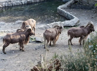 A group of mountain sheep argars with massive, curved horns walk near a body of water on rocky...