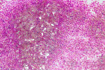 Scattered glitter. Glitter background. Glitter texture.