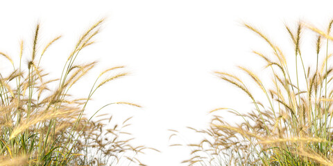 Feather grass fields meadow ornamental cutout transparent backgrounds 3d illustrations png file