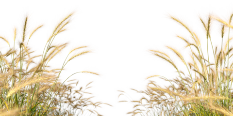 Feather grass fields meadow ornamental cutout transparent backgrounds 3d illustrations png file