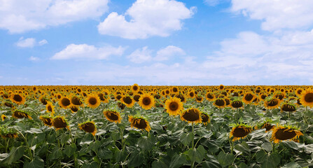 Sunflower field with blue cloudy sky. Bright landscape. Warm sunny day in nature. Horizontal image...
