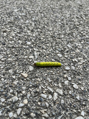 A vivid green caterpillar with black spots crawling on a rough asphalt surface. The close-up macro shot captures the intricate details of the insect’s segmented body and textured pavement, emphasizing