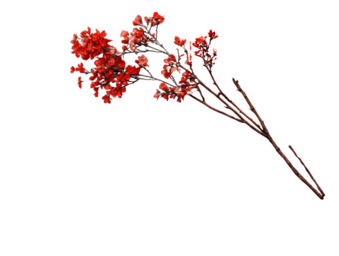 Red flower branch on white background