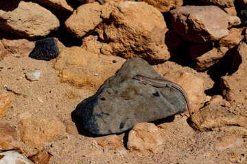 Atlantic lizard (Gallotia atlantica) sunbathing on volcanic rock in arid landscape, typical for Fuerteventura, Canary Islands wildlife.