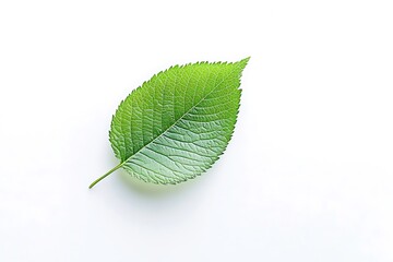 Fototapeta premium Single Green Leaf Closeup. (1)