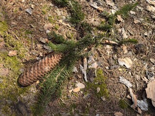 A pine cone lies on the forest floor among green pine needles, moss, and dry leaves. The textured cone contrasts with the soft vegetation, capturing a natural woodland setting.