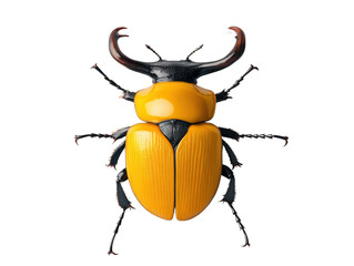 Yellow and black beetle, white isolate background