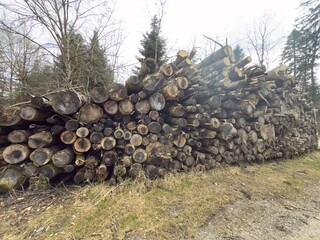 a large stack of firewood logs neatly piled in a forest clearing. The logs are cut and arranged in...