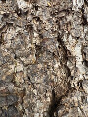 A decayed tree trunk with multiple holes stands in a dense forest. The wood is weathered and dry, surrounded by green fir branches. The holes suggest insect activity or woodpecker nests in this natura