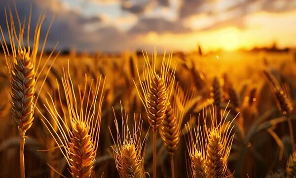 Wheat field affected by orange-brown fungal rust disease