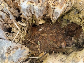 A decayed tree trunk with multiple holes stands in a dense forest. The wood is weathered and dry, surrounded by green fir branches. The holes suggest insect activity or woodpecker nests in this natura
