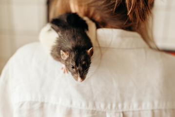 A small black and white rat sits on the shoulder of a man in a white shirt. A touching moment of interaction with a pet on a blurred background, ideal for the theme of animal love
