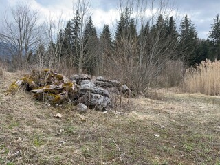 a dense forest with several tree stumps covered in moss, indicating deforestation or logging. Tall trees surround the area, and the ground is covered with vegetation and fallen leaves.