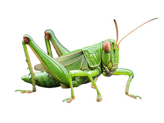Green grasshopper, white isolate background