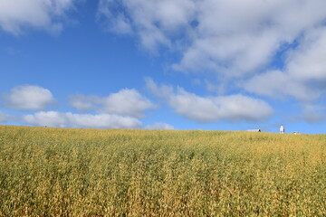 A field of oats in summer, Sainte-Apolline, Qu&eacute;bec, Canada