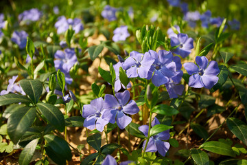 Blooming Lesser Periwinkle in Sunlight
