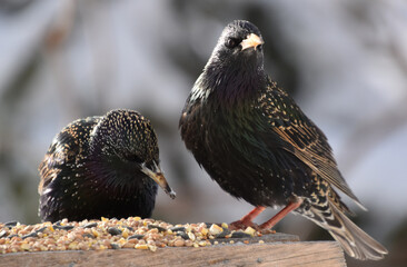 From birds to the feeder, Sainte-Apolline, Québec, Canada