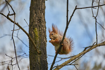 Red Squirrel Perched on a Branch © Ryzhkov Oleksandr