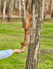 Squirrel Eating from Hand in Park