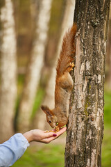 Squirrel Eating from Hand in Park © Ryzhkov Oleksandr