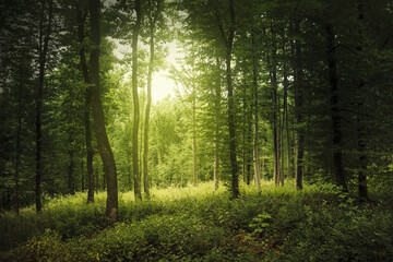 Fototapeta premium morning sun in lush green forest