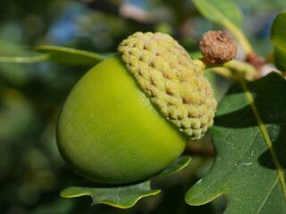Prairie Stature Oak tree acorn in summer, Colorado