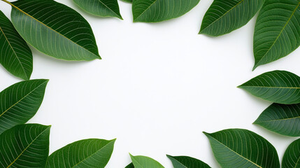 Fototapeta premium A circular arrangement of green leaves on a white background for green-themed designs.