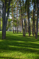 Sunlit Glade in a Mixed Forest © Ryzhkov Oleksandr