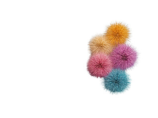 Obraz premium Colorful pom-pom flowers, white isolate background