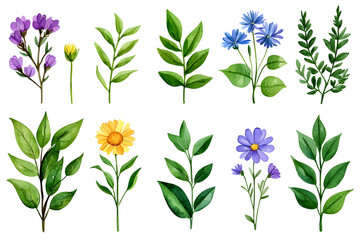 Naklejka premium Watercolor wildflowers and leaves illustration set isolated on white