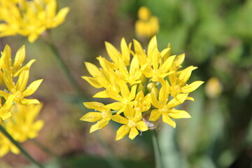 Allium Moly