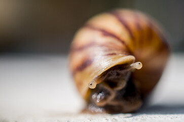 Crawling small snail on the ground