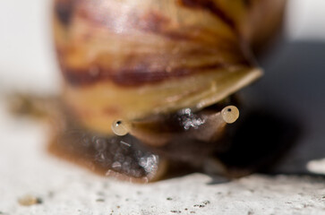 Crawling small snail on the ground
