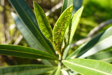 oleander leaves full of yellow aphids. concept of oleander diseases