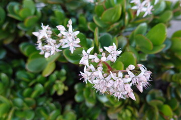 detail of jade tree flowers. flowering of money plant.