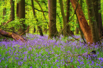 Hallerbos bluebell forest, tranquil woodland during bluebells blossom in spring, Halle, Belgium. Scenic landscape with carpet of blue flowers and green beech trees leaves, outdoor travel background