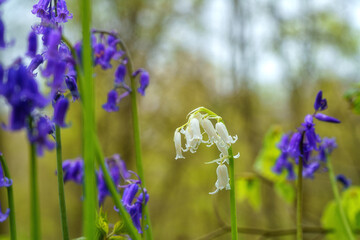Blossoming lovely white bluebell among blue bluebells flowers in the spring time Hallerbos forest, Halle, Belgium. Natural botanical background, close-up image
